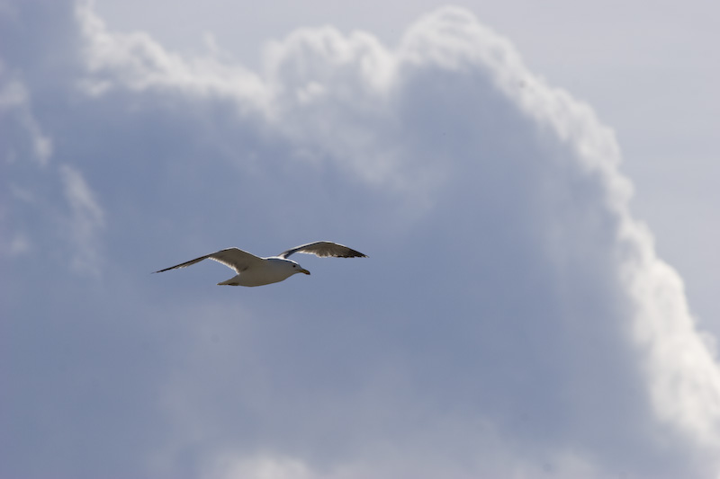 California Gull In Flight